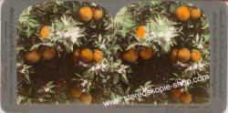 Orangen.jpg