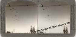 33868-Italian-Planes.jpg