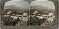 17109-Greek-Shepherd.jpg