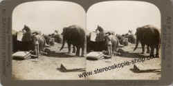 Army-Elephants-India.jpg