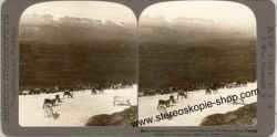 Herd-of-Reindeer-Norway.jpg