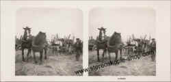 Vierer-Pferdegespann.jpg